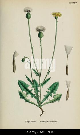 Englische Botanik farbige Figuren British Plants London R. Hardwicke 1863-1886 Great Britain Pictorial Works, Eine botanische Illustration von Crepis foetida, allgemein bekannt als stinkender Hawk's-Bart. Die Pflanze hat schlanke grüne Stiele mit mehreren Blütenköpfen, die an der Spitze Löwenzahn ähneln und leuchtend gelbe Blüten zeigen. Unterhalb der Blüten ragen breite, zerklüftete Blätter aus der Basis hervor, die die einzigartige Morphologie der Pflanze hervorheben. Zur Hauptdarstellung gehören detaillierte Zeichnungen der Samenköpfe und eines einzelnen Samens, die die Fortpflanzungsstrukturen der Pflanze veranschaulichen. Die Abbildung ist akribisch Stockfoto