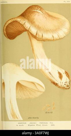 Illustrationen von britischen Pilzen (Hymenomycetes) als atlas zum „Handbook of British Fungi“ London Williams und Norgate 1881-91 Fungi Great Britain, zeigt die Illustration zwei detaillierte Darstellungen des Agaricus-Pilzes (bekannt als „heftig“). Die Pilze sind mit einem Schwerpunkt auf ihren charakteristischen Kappenformen und Kiemen dargestellt, die die Textur und Form der Kappen hervorheben. Ein Pilz wird in aufrechterer Position gezeigt, während der andere leicht geneigt ist, sodass die Kiemen und der Stiel sichtbar sind. Begleitende Beschriftungen geben den Namen der Art und die Details des Lebensraums an – insbesondere Stockfoto