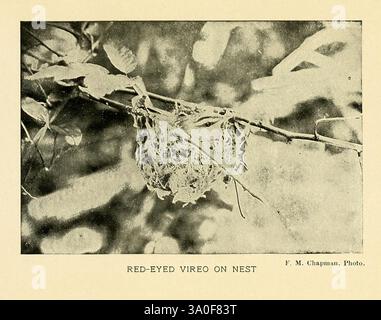 Grey Lady and the Birds, New York, The Macmillan Company, 1907, Birds, Neuengland, Jugendliteratur, Vireo olivaceus, rotäugiger Vireo, Ein zartes Vogelnest, Das aufwändig aus Zweigen, Blättern und Gräsern gewebt ist und zwischen den Zweigen eines Strauchs positioniert ist. Das Nest ist abgerundet und weist kleine Öffnungen auf, die darauf hindeuten, dass es für empfindliche Eier oder Küken gebaut wurde. Das umliegende Laub bildet eine natürliche Kulisse, die mit dem Nest verschmilzt und die Handwerkskunst des Vogelbauers unterstreicht. Sanfte Konturen der umgebenden Vegetation schaffen eine ruhige und harmonische Szene, die den Zwischenraum unterstreicht Stockfoto