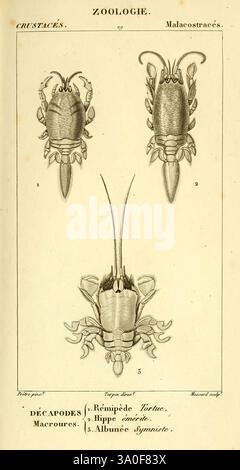 Considérations générales sur la classe des crustacés, Paris, F.G. Levrault, 1825 France, Crustacea, Zoologie zeigt die Illustration verschiedene Krebstiere aus der Klasse Malacostraca, die sich speziell auf Decapods konzentrieren. Oben links zeigt eine detaillierte Darstellung einer Garnele ihren langgestreckten Körper und zahlreiche Anhängsel. Die nebenstehende Zeichnung bietet eine Seitenansicht einer Garnele, die ihre schlanke Form und segmentierte Struktur betont. Unten zeigt eine Darstellung eines Hummer seine robusten Klauen und seinen Schwanz und zeigt die Merkmale, die ihn in der Kategorie Decapoden unterscheiden. Das illustr Stockfoto