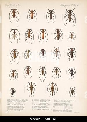 Biologia Centrali-Americana London, 1879-1915, Archäologie, Botanik, Zentralamerika, Beschreibung und Reise, wissenschaftliche Expeditionen, Zoologie, Coleoptera, Käfer, diese Abbildung zeigt eine Sammlung verschiedener Käferarten, die jeweils sorgfältig mit entsprechenden numerischen Kennungen gekennzeichnet sind. Die Käfer werden in einem Rasterformat dargestellt, in dem verschiedene Farben, Formen und Markierungen hervorgehoben werden, die ihre einzigartigen Merkmale und ihre Vielfalt betonen. Jedes Exemplar wird von wissenschaftlichen Bezeichnungen begleitet, die einen Einblick in die Klassifizierung dieser Insekten geben. Das Arrangement deutet auf einen systematischen Hengst hin Stockfoto