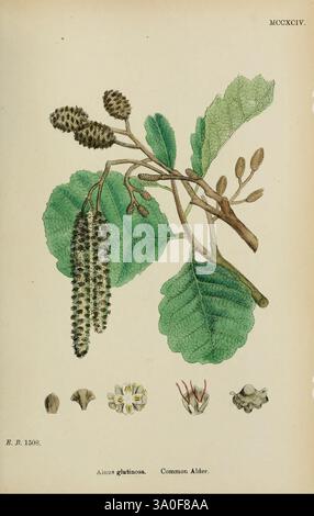 Englische, botanische oder farbige Figuren britischer Pflanzen, London, R. Hardwicke, 1863-1886, Großbritannien, Bildwerke, Pflanzen, diese Illustration zeigt die Pflanze, die als Erle bekannt ist, wissenschaftlich als Alnus glutinosa klassifiziert. Hervorzuheben sind die markanten Blätter, die breit und abgerundet sind und gezackte Kanten aufweisen. Das Bild zeigt auch hängende Katzinen, die männliche Fortpflanzungsstrukturen der Pflanze sind. Begleitende kleinere Details am unteren Rand zeigen verschiedene Bestandteile der Blüte, einschließlich der Fortpflanzungsteile und Samenstrukturen. Diese botanische Darstellungskappe Stockfoto