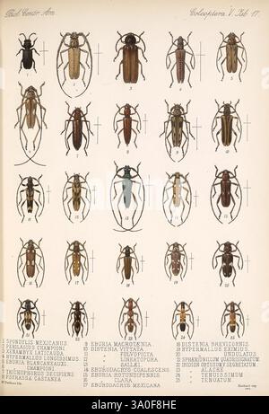Biologia Centrali-Americana London, 1879-1915 Archaeology Botany Central America Beschreibung und Reise Wissenschaftliche Expeditionen Zoologie Coleoptera Käfer, die Illustration zeigt eine Reihe verschiedener Käferarten, sorgfältig in Reihen angeordnet und zur Identifizierung nummeriert. Jeder Käfer weist unterschiedliche Farben und Muster auf, was die Vielfalt dieser Insektengruppe unterstreicht. Etiketten unter jedem Exemplar enthalten wissenschaftliche Namen, die zur Taxonomie und Klassifizierung dieser Käfer beitragen. Die Gesamtpräsentation betont die komplizierten Details der einzelnen Arten und macht sie zu einem Stockfoto