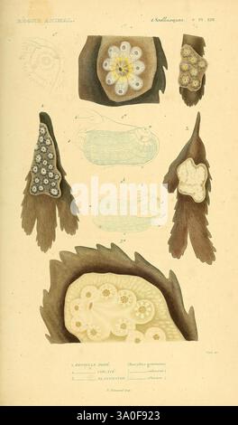 Les Mollusques, Paris, 1836-1845, Klassifizierung, Weichtiere, Bildwerke, Muscheln, Meereslebewesen, diese Illustration zeigt verschiedene Meereslebewesen und zeigt ihre komplexen Strukturen und Merkmale. In der Mitte zeigt eine detaillierte Darstellung einer bestimmten Kreatur eine strukturierte Oberfläche, die mit kreisförmigen Mustern verziert ist, die möglicherweise ihre Nahrungsapparate oder ihre reproduktiven Strukturen darstellen. Diese zentrale Figur umgibt kleinere Skizzen, die verschiedene Winkel und Details ähnlicher Organismen hervorheben und Einblicke in ihre Anatomie und Morphologie geben. Die zarten Linien und schattierten Bereiche sind emp Stockfoto