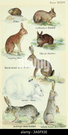Feldbuch der nordamerikanischen Säugetiere 1928. North America Woods Hole Säugetiere Lepus arcticus Sylvilagus Lepus californicus Lepus americanus Lepus townsendii Lepus alleni Ochotona Sylvilagus palustris, Eine Sammlung von illustrierten Arten von Kaninchen und Hasen. Jede Kreatur wird in einer eigenen Pose dargestellt, die ihre einzigartigen Merkmale hervorhebt. Der Pika sitzt aufrecht und zeigt seine abgerundeten Ohren und kurzen Gliedmaßen. Das Baumwollschwanz-Kaninchen wird mit seinem weichen, flauschigen Körper und seinen großen Hinterbeinen dargestellt. Der variierende Hase wird in einer gehockten Position angezeigt, was seine Aufmerksamkeit anzeigt. Der Marsh Stockfoto