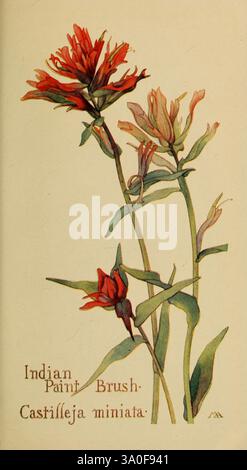 Feldbuch der westlichen Wildblumen, New York, 1915, Identifikation, West US, Wildblumen, Margaret Neilson Armstrong, Margaret Neilson Armstrong, indischer Pinsel, Castilleja miniata, Taxonomie: Familie= Orobanchaceae, Frauen in der Wissenschaft, Eine wunderschön illustrierte Darstellung des indischen Pinsels, wissenschaftlich Castilleja miniata genannt. Das Kunstwerk zeigt atemberaubende rote und orangene Blumen mit zartem grünem Laub. Die Blüten zeichnen sich durch ihr lebhaftes, pinselförmiges Aussehen aus, das zu ihrem gemeinsamen Namen beiträgt. Unter der floralen Abbildung ist der Name der Pflanze elegant eingeprägt. Stockfoto