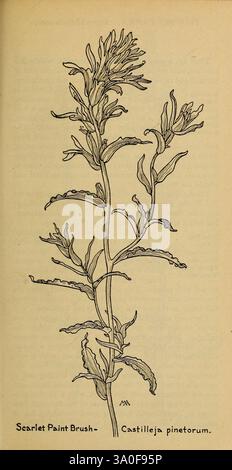 Feldbuch der westlichen Wildblumen, New York, 1915, Identifikation, West US, Wildblumen, Margaret Neilson Armstrong, Taxonomie: Family= Orobanchaceae, Castilleja pinetorum, scharlachrote Pinsel, broomrape, Frauen in der Wissenschaft, Eine detaillierte Illustration des scharlachroten Pinsels, wissenschaftlich bekannt als Castilleja pinetorum. Die Zeichnung zeigt den schlanken Stiel der Pflanze, der mit langen, lanzenförmigen Blättern verziert ist, die eine ausgeprägte gezackte Kante aufweisen. An der Spitze des Stängels ist eine Gruppe von leuchtenden, röhrenförmigen Blüten dargestellt, die sich durch ihre hellrote Färbung auszeichnen, die typisch für diese Spezifizierung ist Stockfoto