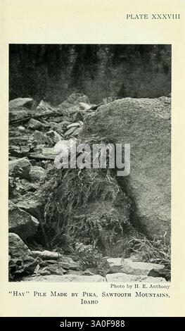 Feldbuch der nordamerikanischen Säugetiere, 1928, Nordamerika, Woods Hole, Säugetiere, ein dichter Hügel von Vegetation ist deutlich sichtbar, der einem Nest oder Haufen von getrocknetem Gras und Zweigen ähnelt. Eingebettet in felsiges Gelände steht diese Ansammlung für die Arbeit einer Pika, eines kleinen Säugetieres, das für das Sammeln und Lagern von Pflanzenmaterial bekannt ist. Der Hintergrund zeigt schroffe Steine und eine erdige Landschaft, die auf den Lebensraum in den Sawtooth Mountains von Idaho hinweist. Die Gegenüberstellung der natürlichen Materialien vor der felsigen Kulisse unterstreicht die Anpassung der Pika an ihre Umgebung. Diese spezifische Struktur ist Stockfoto