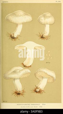 Illustrationen von, British, Pilze, (Hymenomycetes), an, dienen, als, an, atlas, an, das, "Handbuch, von, Britisch, Fungi', London, Williams und Norgate, 1881–91, Pilz, Großbritannien, die Illustration zeigt eine Studie der Agaricus-Arten (auch bekannt als Pilz), die verschiedene Perspektiven eines einzigen Typs zeigt. Es enthält detaillierte Darstellungen der Kappe, Kiemen und Stiel des Pilzes, mit bemerkenswerten Merkmalen wie dem zarten Unterbauch und wurzelähnlichen Strukturen an der Basis. Jede Ansicht ist mit Details versehen, die die einzigartigen Merkmale dieser Art betonen. Außerdem gibt es dort Stockfoto