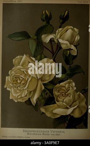Gartenflora, Erlangen, Verlag von Ferdinand Enke, 1852-1940, Botanik, Zeitschriften, die Illustration zeigt ein wunderschönes Arrangement cremeweißer Rosen, insbesondere die Bourbon-Sorte, bekannt als Kronprinzessin Victoria. Die zarten Blüten sind mit weichen Blütenblättern verziert, die sich sanft entfalten und ihre üppige Textur und dezenten Schattierungen zum Ausdruck bringen. Grüne Blätter sorgen für einen lebendigen Kontrast und betonen die Eleganz der Blüten. Dieses Kunstwerk ist eine Hommage an die Schönheit der Natur und fängt die komplizierten Details und die anmutige Form dieser Rosen aus dem Jahr 1887 ein. Stockfoto