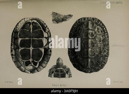 Proceedings of the Zoological Society of London London, Academic Press, 1833-1965 Periodicals Zoology Mauremys caspica, diese Illustration zeigt eine detaillierte Untersuchung einer Schildkröte, die verschiedene Perspektiven zeigt. Das Arrangement umfasst eine Draufsicht, die das charakteristische Muster der Schale zeigt, ein Seitenprofil, das die Form ihres Kopfes und Halses hervorhebt, und eine Ansicht des Plastrons, der die Unterseite der Schale zeigt. Die komplizierten Linien und Texturen erfassen die einzigartigen Merkmale der Anatomie der Schildkröte und betonen den Kontrast zwischen dem oberen Panzer und dem unteren Plastron. Die Gesamtauslegung Stockfoto