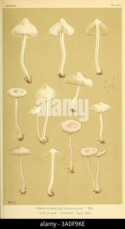 Illustrationen von, British, Pilze, (Hymenomycetes), an, dienen, als, an, atlas, an, das, "Handbuch, von, Britisch, Fungi', London, Williams und Norgate, 1881-91, Pilze, Großbritannien, Eine Sammlung verschiedener Pilzarten wird gezeigt, die ihre einzigartigen Formen und Formen zeigen. Jeder Pilz wird mit viel Liebe zum Detail dargestellt, wobei verschiedene Kappenformen, -Größen und -Strukturen hervorgehoben werden. Die Anordnung ist sowohl mit geschlossenen als auch mit offenen Kappen versehen, die einen Einblick in die vielfältigen Eigenschaften von Pilzen gewähren. Der Hintergrund dient zur Betonung der empfindlichen Merkmale jedes Pilzes, während ein Stockfoto
