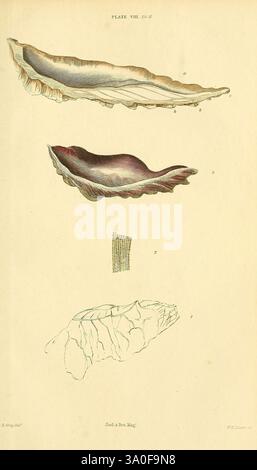 Zeitschrift für Zoologie und Botanik Edinburgh, Dublin, Botanik, Naturgeschichte, Zeitschriften, Zoologie, Emma Julia Gray, Frauen in der Wissenschaft, die Illustration zeigt eine detaillierte Untersuchung der Anatomie verschiedener Schalentypen. Es verfügt über mehrere unterschiedliche Schalenformen, die vertikal angeordnet sind. Der obere Abschnitt zeigt eine elegant geschwungene Schale, die sich durch eine glatte Oberfläche und eine komplizierte Schattierung auszeichnet, die auf ihre zarte Textur hinweist. Die mittlere Schale besitzt ein ausgeprägteres Profil mit subtilen Farbvariationen, was auf einen natürlichen Verlauf hindeutet. Der untere Teil zeigt eine sorgfältig skizzierte Ansicht eines Stockfoto