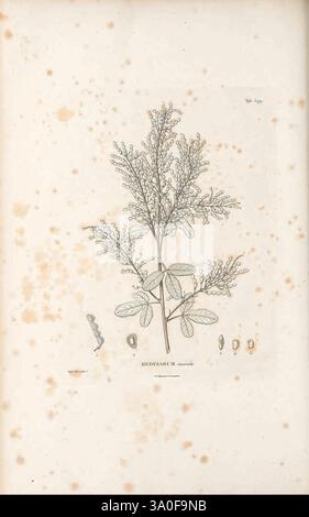 Nova Genera et Species Plantarum Antverpiae ex Officina Christophori Plantini 1576 Botanik Klassifizierung Bildwerke Pflanzen Wissenschaftliche Expeditionen Südamerika zeigt die Abbildung eine botanische Darstellung einer Pflanze, die als „Rodgersia“ identifiziert wird. Die Abbildung zeigt verschiedene Merkmale der Pflanze, einschließlich ihrer komplizierten Blätter und Blütenstrukturen. Neben der Hauptdarstellung werden weitere Details wie Knospen und Samen der Pflanze vorgestellt, die einen umfassenden Überblick über ihre Morphologie bieten. Die Gesamtzusammensetzung spiegelt einen präzisen und wissenschaftlichen Ansatz bei der Untersuchung von t wider Stockfoto