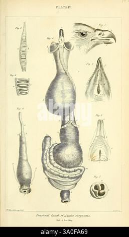 Zeitschrift für Zoologie und Botanik, Edinburgh, Dublin, Botanik, Naturgeschichte, Periodika, Zoologie, diese Illustration zeigt eine detaillierte anatomische Untersuchung des Verdauungssystems einer Art, wahrscheinlich eines Vogel- oder Reptilienkreaturen, angezeigt durch die stilisierte Darstellung eines Kopfes, der dem eines Vogels ähnelt. Das Diagramm besteht aus mehreren beschrifteten Figuren, die verschiedene Komponenten wie Ösophagus, Magen und andere innere Organe zeigen. Jede Abbildung ist sorgfältig gezeichnet, um anatomische Merkmale hervorzuheben. Einige Abbildungen bieten Seitenansichten, während andere Querschnitte zeigen. Intricat Stockfoto