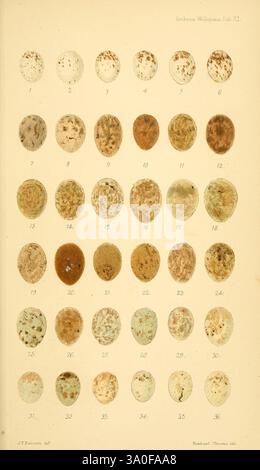 Ootheca Wolleyana London, verkauft von R. H. Porter, 1864–1907. Vögel, Eier, Parus cinctus, Anthus cervinus, Octocorys alpestris, Calcarius lapponicus, Fringilla montifringilla, Linota linaria. die Komposition zeigt eine Reihe von ovalen Formen, die in einem Raster angeordnet sind und jeweils eine unterschiedliche Vielfalt von Eiern darstellen. Die Eier weisen eine Reihe von komplizierten Mustern und Texturen auf, mit Farbvariationen von Erdbraun bis zu gedämpftem Grün. Jedes Ei ist nummeriert, was seine Klassifizierung angibt, und sie werden in einem systematischen Layout dargestellt, das die Vielfalt unter ihnen hervorhebt. Diese Anzeige ist wahrscheinlich vorgesehen Stockfoto