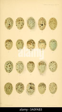 Ootheca Wolleyana London verkauft von R. H. Porter 1864-1907 Birds Eggs Pinicola Enucleator, diese Illustration zeigt eine Sammlung von Eiern, die eine Vielzahl von Formen, Größen und Oberflächenmustern zeigen. Jedes Ei wird in einem Rasterformat mit den Nummern 1 bis 20 angezeigt, das die einzigartigen gesprenkelten Texturen und Farbvarianten von blassem Blau bis Erdtönen hervorhebt. Die individuellen Merkmale jedes Eies, wie die Verteilung und Intensität der Flecken, deuten auf Unterschiede in Arten oder Zuchtmustern hin. Dieses Detail lädt die Zuschauer ein, die Vielfalt und Komplexität der Vogelreproduktion zu schätzen Stockfoto