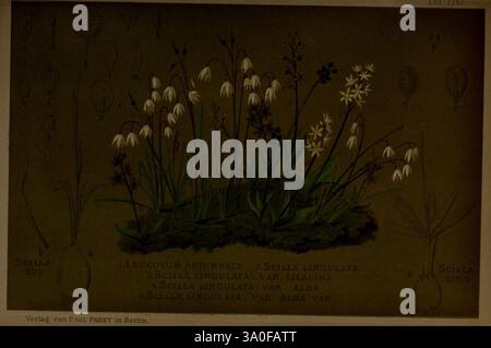 Gartenflora, Erlangen, Verlag von Ferdinand Enke, 1852-1940, Botanik, Zeitschriften, ACIS autumnalis, Hyacinthoides lingulata, die Illustration zeigt eine detaillierte botanische Studie, die verschiedene Arten von Blumen zeigt. Deutlich sichtbar sind zarte Blüten mit langen Blütenblättern, die in Gruppen über grünem Laub angeordnet sind. Die Komposition hebt die komplizierten Details jeder Blume hervor und betont ihre einzigartigen Formen und Strukturen. Die Blumen werden mit Diagrammen beschriftet, die die wissenschaftlichen Namen und Merkmale der Pflanzen anführen und so den pädagogischen Aspekt des Kunstwerks verbessern. Th Stockfoto