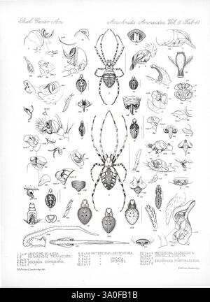 Biologia Centrali-Americana London, 1879-1915, Archäologie, Botanik, Zentralamerika, Beschreibung und Reise, wissenschaftliche Expeditionen, Zoologie, 68, Arachniden, eine detaillierte wissenschaftliche Illustration, die eine Vielzahl von Insekten- und Arachnidenarten zeigt. Die Zusammensetzung umfasst eine Reihe von Elementen, darunter verschiedene Arten von Käfern, Arachniden wie Spinnen und andere kleine Organismen wie Krebstiere und Larven. Jede Probe ist mit ihrem wissenschaftlichen Namen versehen, wodurch ihre spezifischen anatomischen Merkmale und Klassifizierungen hervorgehoben werden. Die akribischen Designs spiegeln die Vielfalt der Natur wider und präsentieren ein Stockfoto