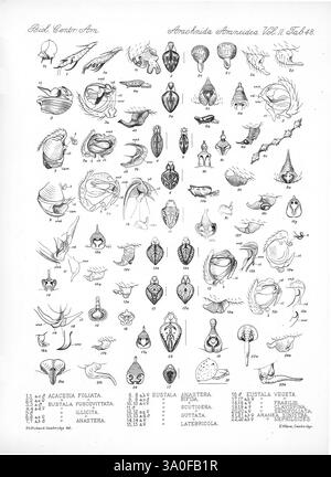 Biologia Centrali-Americana London, 1879-1915, Archäologie, Botanik, Zentralamerika, Beschreibung und Reisen, Wissenschaftliche Expeditionen, Zoologie, 78, Arachnid, diese detaillierte Abbildung zeigt eine umfassende Untersuchung verschiedener Weichtierarten, die ihre komplexen Formen und charakteristischen Eigenschaften veranschaulichen. Jede Probe ist sorgfältig mit ihrem wissenschaftlichen Namen sowie Beschriftungen versehen, die spezifische Merkmale wie Schalenform, Textur und anatomische Strukturen hervorheben. Die Anordnung der Schalen, die von gestreckt und spiralförmig bis hin zu abgerundet und flach variiert, spiegelt die wider Stockfoto
