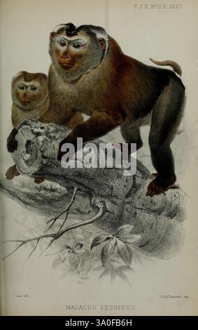 Proceedings of the Zoological Society of London, London, Academic Press, Zeitschriften, Zoologie Stockfoto