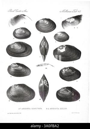 Biologia Centrali-Americana London, 1879-1915, Archäologie, Botanik, Zentralamerika, Zoologie, wissenschaftliche Expeditionen, Beschreibung und Reise, 48, Muscheln, Mollusc, Eine wissenschaftliche Illustration, die verschiedene Arten von Süßwassermuscheln zeigt, insbesondere Andondonta coarctata und Andondonta Exilior. Die Anordnung umfasst mehrere Ansichten der Schalen, die ihre unterschiedlichen Formen und Texturen hervorheben. Jede Probe wird numerisch beschriftet, wobei detaillierte anatomische Merkmale wie Umbos, Ränder und interne Strukturen für die Untersuchung dargestellt werden. Die Abbildung betont die Vielfalt der Formen Stockfoto