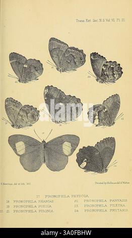 Transaktionen der Entomologischen Gesellschaft von London, London, der Gesellschaft, Entomologie, Zeitschriften, schmetterlinge, Schmetterlinge, Insekten, diese Illustration zeigt eine Reihe detaillierter botanischer Darstellungen verschiedener Schmetterlingsarten, die ihre komplizierten Flügelmuster und einzigartigen Eigenschaften zeigen. Jede Probe ist mit ihrem wissenschaftlichen Namen versehen, was zur Erforschung der Entomologie beiträgt. Die Schmetterlinge sind in verschiedenen Posen dargestellt, die ihre farbenfrohen Designs und anatomischen Merkmale hervorheben und wertvolle Informationen für die Identifizierung und Klassifizierung im naturhistorischen Kontext liefern Stockfoto