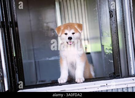 Das Foto zeigt einen 2 Monate alten Welpen Akita Inu, der in Odate City in der Präfektur Akita Japan gezüchtet wurde. Fotograf: Rob Gilhooly Stockfoto