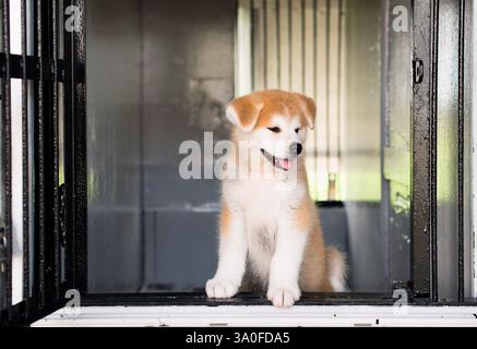 Das Foto zeigt einen 2 Monate alten Welpen Akita Inu, der in Odate City in der Präfektur Akita Japan gezüchtet wurde. Fotograf: Rob Gilhooly Stockfoto