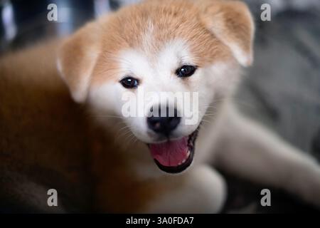 Das Foto zeigt einen 2 Monate alten Welpen Akita Inu, der in Odate City in der Präfektur Akita Japan gezüchtet wurde. Fotograf: Rob Gilhooly Stockfoto