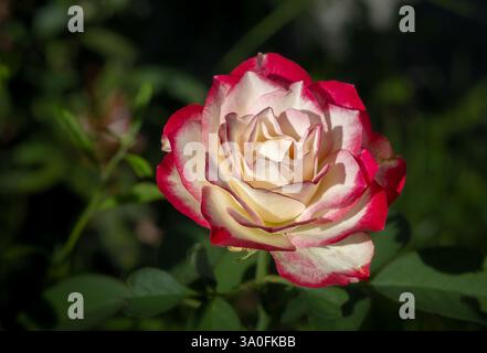Nahaufnahme eines Rosenblütenkopfes mit markanten roten und weißen Blütenblättern, erfasst in weichem natürlichem Licht Stockfoto