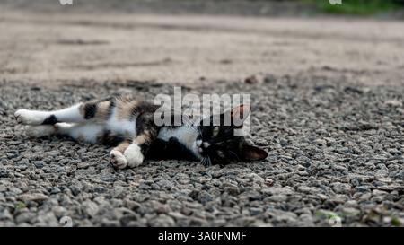 Streunende Katze auf Kies – entspannte Katze mit intensivem Blick Stockfoto