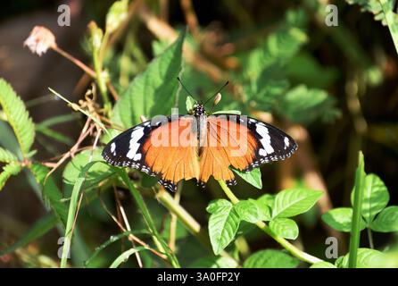 Ein orangener Schmetterling hängt an einem grünen Blatt Stockfoto
