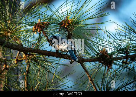 Blue Jay auf dem Zweig einer Kiefer. Stockfoto