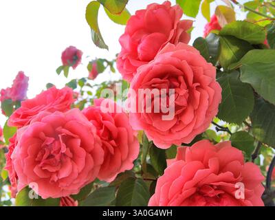Rosa Rosen im Garten. Stockfoto