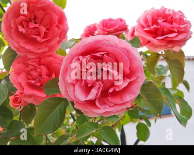 Rosa Rosen im Garten. Stockfoto
