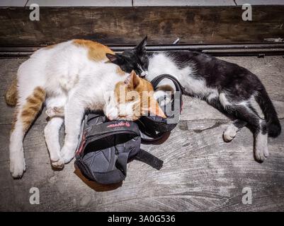 Zwei niedliche Katzen, die sich zusammen für ein Nickerchen auf einem Betonboden zusammengerollt haben, mit einem Schuh als Kissen. Die orange-weiße Katze schläft schnell Stockfoto