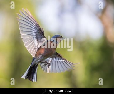 Eurasian Chaffinch männlicher Vogel im Flug Stockfoto