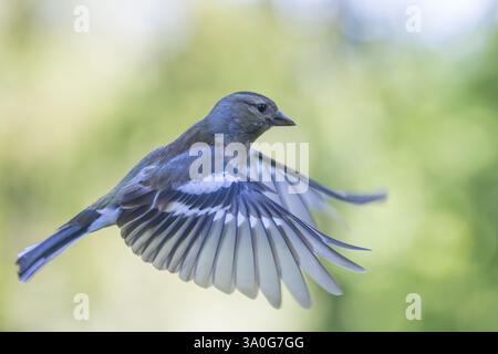 Eurasian Chaffinch (Fringilla coelebs) weiblicher Vogel im Flug Stockfoto