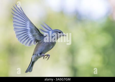 Eurasian Chaffinch (Fringilla coelebs) weiblicher Vogel im Flug Stockfoto