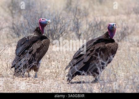 Lappet konfrontiert Geier in der Kgalagadi Stockfoto
