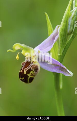 BienenOrchidee (Ophrys apifera ssp.), eine einzelne Blume, die zeigt, wie sie das Aussehen einer weiblichen Biene nachahmt, um männliche Bienen für Bestäubungszwecke anzulocken Stockfoto