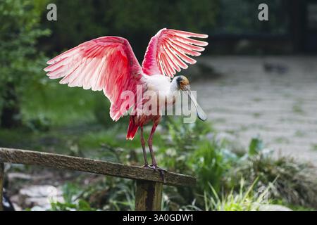 Rosenlöffelvogel (Platalea ajaja), ausgewachsener Vogel, der auf einem Zaun thront und mit den Flügeln flattert, heimisch an der Golfküste der USA, Mittel- und Südamerika, Stockfoto