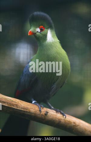 Weisswangen-Turaco (Menelikornis leucotis), ausgewachsener Vogel auf einem Zweig, heimisch im Sudan, Südsudan, Äthiopien und Eritrea, in Gefangenschaft Deutschland, Af Stockfoto