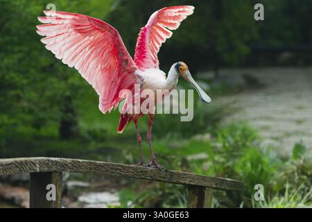 Rosenlöffelvogel (Platalea ajaja), ausgewachsener Vogel, der auf einem Zaun thront und mit den Flügeln flattert, heimisch an der Golfküste der USA, Mittel- und Südamerika, Stockfoto