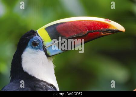 Weißkehlentoucan (Ramphastos tucanus), Porträt eines erwachsenen Vogels, heimisch in Südamerika, in Gefangenschaft, Deutschland, Europa Stockfoto