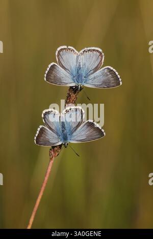 Gewöhnliche Blaue Schmetterlinge (Polyommatus icarus), die auf einem Pflanzenstiel ruhen und ihre Flügel öffnen, wenn die Morgensonne sie trifft und sie erwärmt Stockfoto
