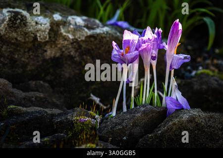 Intime Frühlingslandschaft mit dem reizenden Crocus Vernus. Natürliches Nahaufnahme blühendes Pflanzenporträt. Aufmerksamkeit erregend, schön, blühend, rot Stockfoto