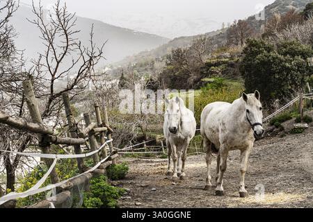Weiße Pferde in einem Koppel in der Nähe von Bubion, La Alpujarra, Andalusien, Spanien, Europa Stockfoto