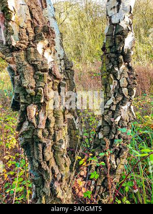 Ein Blick auf vieles teilt sich auf der Rinde eines Baumes. Stockfoto